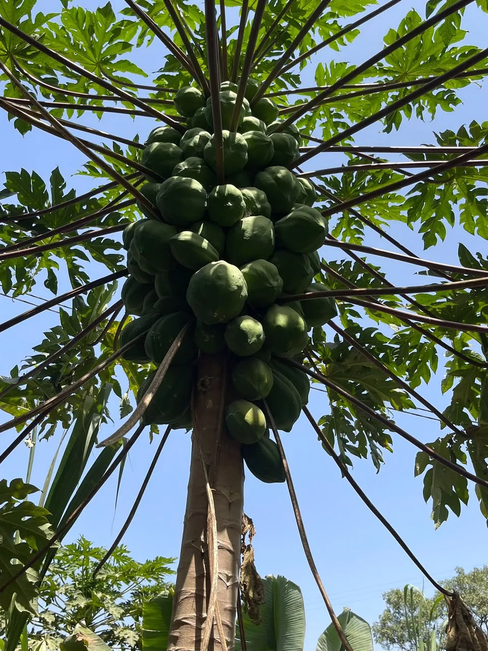 Papaya tree laden with green fruit against a clear blue sky