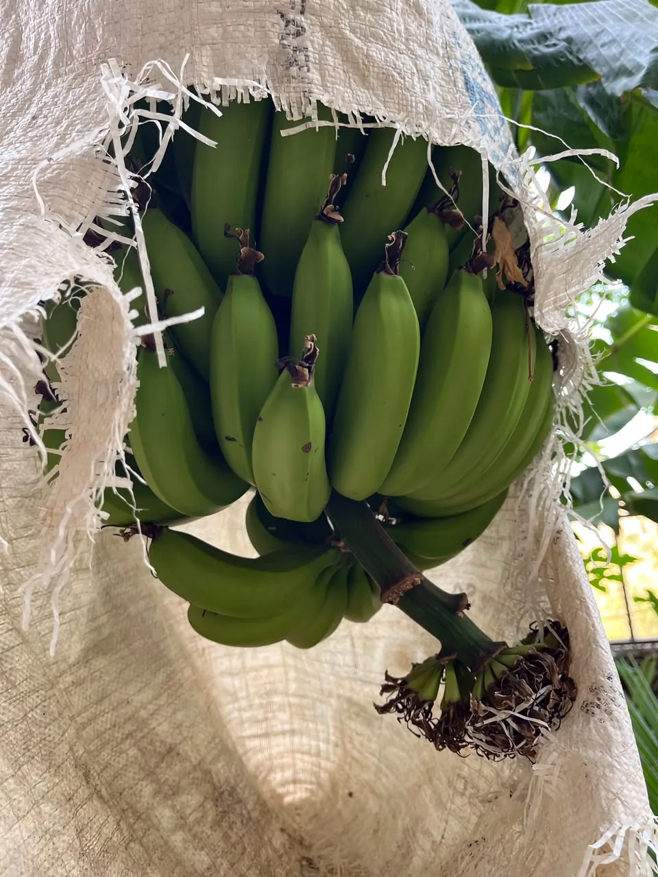 Green bananas growing beneath a protective woven sack